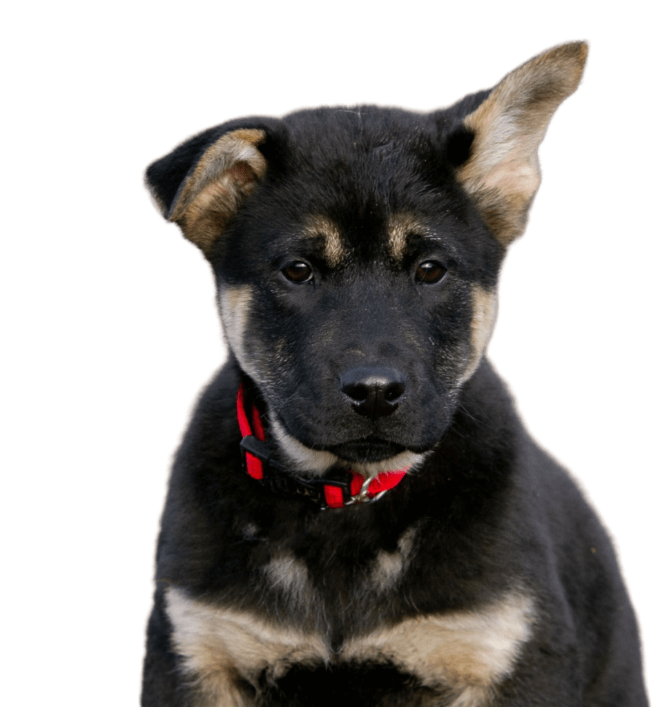 Приютить собаку в Перми из приюта «Доброе сердце»